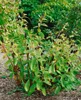 Phytolacca acinosa, Kermesbeere, ca. 11x11 cm Topf, Produktbild-Vorschau 1