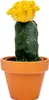 Gardners Gymnocalycium mix, průměr 6 cm Náhled obrázku produktu 4