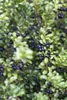 Ilex crenata 'Convexa', Japanische Stechpalme, immergrün, Produktbild-Vorschau 5