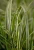 Japan-Segge, im Topf - Carex morrowii, immergrün Produktbild-Vorschau 3
