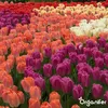 500 Tulpenzwiebeln – 5 farbenfrohe Sorten Produktbild-Vorschau 2
