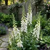 Bloomique - Zestaw 6 sztuk - Digitalis Purp. Dalmatian Podgląd zdjęcia produktu 3