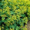 Plants by Frank | 12 Frauenmantel Pflanzen | Alchemilla Produktbild-Vorschau 2