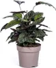 Calathea Ornata Sanderiana - Košík marante - Pokojová Náhled obrázku produktu 1