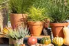 Carex testacea, Neuseeländisches Segge, orange-braun, ca. Produktbild-Vorschau 14