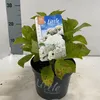 Hydrangea macr. 'Little White' ® (Little XS) – hortenzie | Náhľad obrázku produktu 1