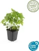 Couvre-sol - Geranium nodosum - Pot de 9cm - Set de 20 Voir les images du produit 2