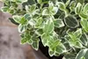 Euonymus fortunei 'Emerald Gaiety', Kriechspindel, Produktbild-Vorschau 6