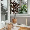 Mica Decorations Fíkus – umělá rostlina – realistická umělá Náhled obrázku produktu 3