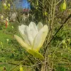 Magnolie Fiume Giallo 2L Anteprima dell’immagine prodotto 8
