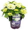 Green boutiQ - Balkonpflanze - Hortensie - Hydrangea Produktbild-Vorschau 11