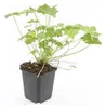 Bodendecker - Balkan-Storchschnabel - Geranium macrorrhizum Produktbild-Vorschau 5