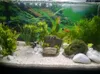 Aquarium Pflanzen Künstlich, 22 cm Kuenstlich 22 cm mit Produktbild-Vorschau 4