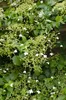 A close-up view of a climbing hydrangea plant with green leaves and small white flowers. Produktbild-Vorschau