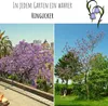 Blauglockenbaum Kiribaum Samen (Paulownia tomentosa) - Produktbild-Vorschau 4