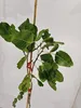 Pistacia vera 'Peter', samec, pistáciový stromček, výška Náhľad obrázku produktu 4
