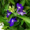 Pánský stromek – modrý – Lobelia richardii – 11 cm – sada 3 Náhled obrázku produktu 5