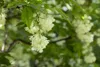 Staphylea colchica, Kolchische Pimpernuss, 60–80 cm Produktbild-Vorschau 3