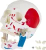 Anatomie Modell Skelett Knochen Körper Mensch Muskeln Produktbild-Vorschau 4