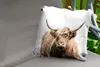 MuchoWow® Outdoor Kissen - Porträt Schottisches Produktbild-Vorschau 2