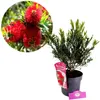 A potted Callistemon masotti 'Mini Red' plant with a close-up inset of its red flowers. Náhľad obrázku produktu