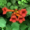 Milin amerykański Flamenco 2L Podgląd zdjęcia produktu 2