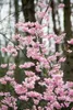 Prunus subhirtella 'Accolade', Zierkirsche, rosa Blüten, Produktbild-Vorschau 11