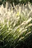 Stauden Gänge 1 x Pennisetum alopecuroides 'Cassian' im 1 Produktbild-Vorschau 5