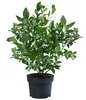 Dehner Heidelbeere Duke, süsse Früchte, ca. 55-65 cm, 3 l Produktbild-Vorschau 2