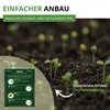 Phacelia Bienenfreund Samen 3 g - Phacelia tanacetifolia - Produktbild-Vorschau 6
