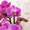 Kolibri Orchids Orchidée Phalaenopsis violette/rose, pot Voir les images du produit 6