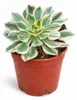 Aeonium Sunburst - Rosetten-Dickblatt - Rarität - 14cm Topf Podgląd zdjęcia produktu 2