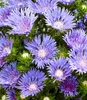 BALDUR Garten 2x Stokesia Kornblumenaster 'Blue Danube', Produktbild-Vorschau 2
