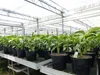 2 Stück Bananenstaude Musa Basjoo 60 - 80 cm winterhart Produktbild-Vorschau 5