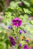 A close-up of a flowering plant with purple flowers and green leaves. Produktbild-Vorschau