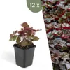 Plants by Frank | 12 Plantes d'heuchère pourpre | Heuchera Voir les images du produit 1