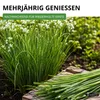 Schnittknoblauch Mehrjährig Samen - Allium tuberosum - Produktbild-Vorschau 7