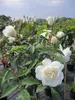 Rosa Schneewittchen® - Stammrose Schneewittchen® - Kordes Produktbild-Vorschau 2