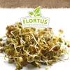 Artikelbild 10 von 'BIO Keimsprossen Power-Mischung (Linsen, Senf und Bockshornklee)' Produktbild-Vorschau