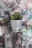A potted cactus sits on a clear acrylic stand against a textured, colorful background. Produktbild-Vorschau