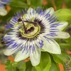 GreenboutiQ - Passionsblume - Passiflora caerulea - Blüte Produktbild-Vorschau 4