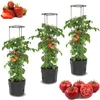 Set 3x Tomatenpflanze aus Kunststoff Pflanzkübel 18 L, Produktbild-Vorschau 8