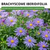 Australisches Gänseblümchen Blausternchen Samen - Produktbild-Vorschau 2