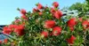 A close-up of a flowering Callistemon Splendens plant with bright red bottlebrush-like flowers and green leaves, set against a blue sky and a blurred background of a building. Náhled obrázku produktu