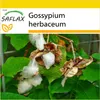 SAFLAX Kultivačný set - črepníková bavlna - Gossypium Náhľad obrázku produktu 6