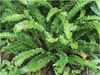 Stauden Gänge 10 x Phyllitis scolopendrium 'Angustifolium' Produktbild-Vorschau 1
