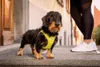 Curli Clasp Vest Geschirr Air-Mesh lime L Produktbild-Vorschau 11