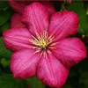 A close-up of a vibrant pink clematis flower with a yellow center. Produktbild-Vorschau