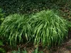 Stauden Gänge 1 x Molinia arundinacea 'Transparent' im 1 Produktbild-Vorschau 6
