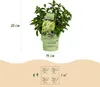 Hydrangea panniculata Groundbreaker Greeny - Produktbild-Vorschau 3
